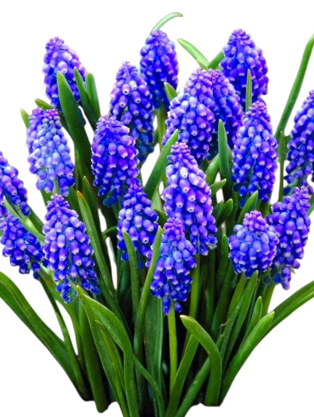 Organic Purple Grape Hyacinth Flower Seeds, 20 Count